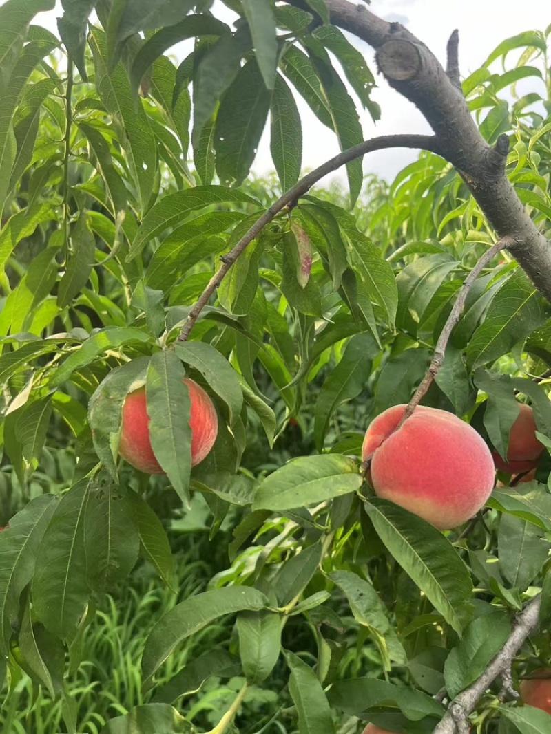 霞脆美玉中桃9克冰糖心大桃子现货头茬大果