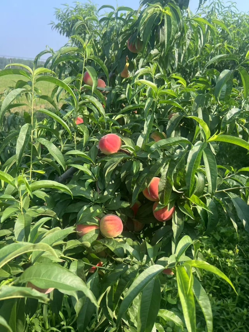 霞脆美玉中桃9克冰糖心大桃子现货头茬大果