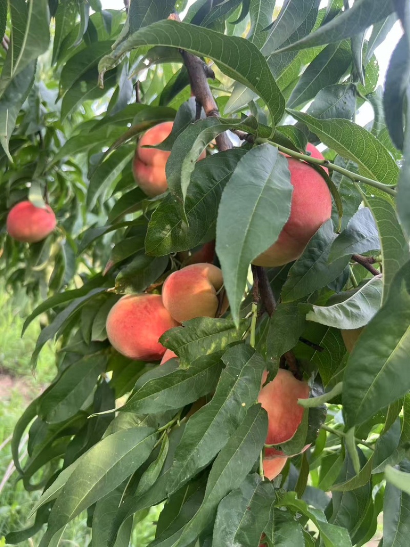 霞脆美玉中桃9克冰糖心大桃子现货头茬大果