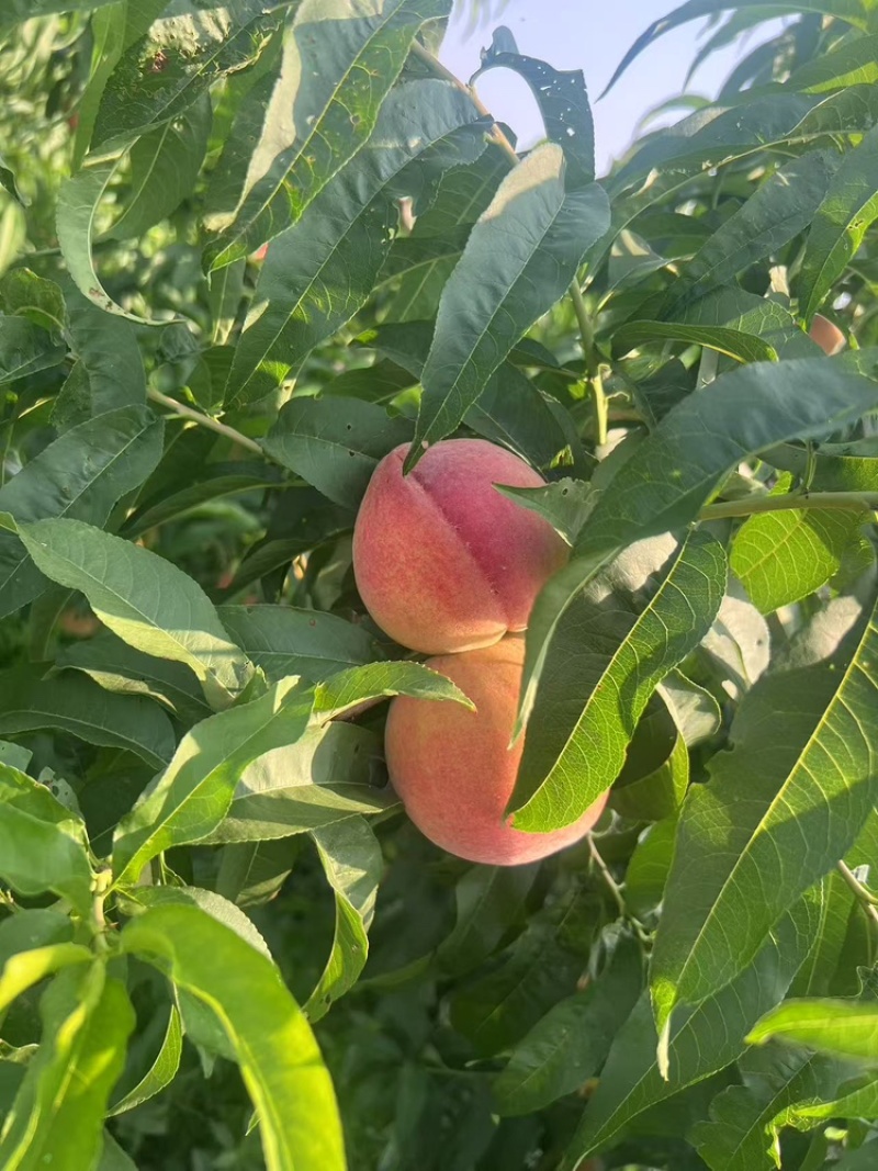 霞脆美玉中桃9克冰糖心大桃子现货头茬大果