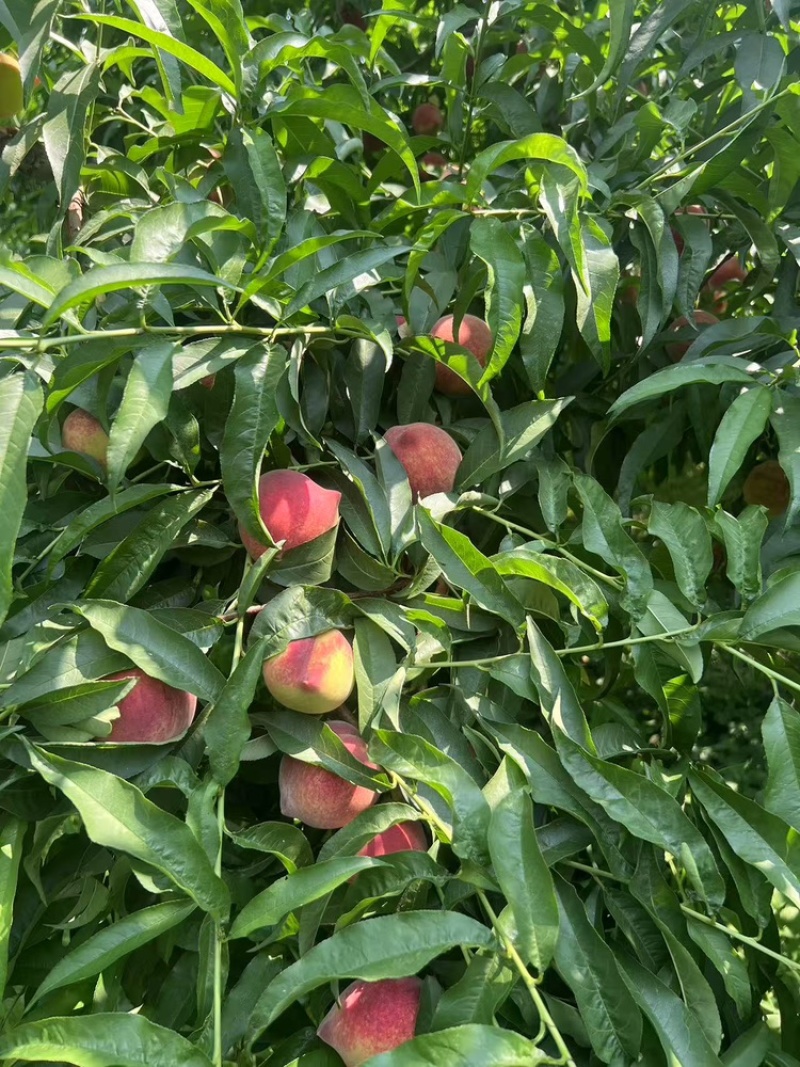 霞脆美玉中桃9克冰糖心大桃子现货头茬大果