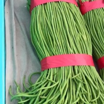 邯郸长条豆角大量有货基地直供现摘现发品质优