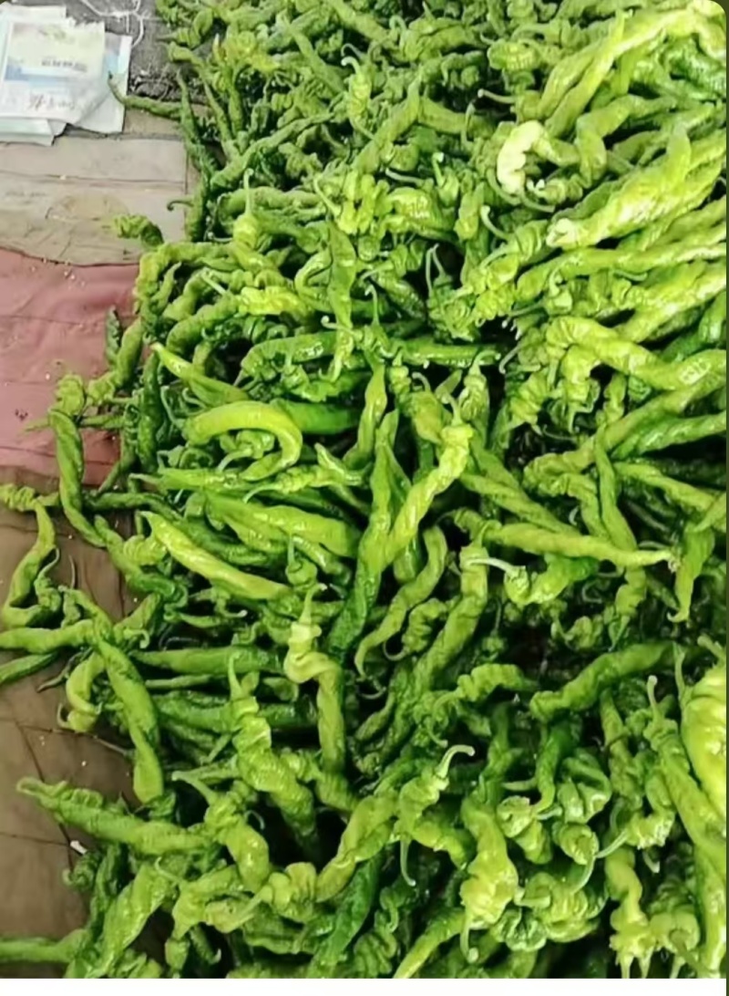 螺丝椒山西辣椒产地直发品质保障对接全国商超市场等