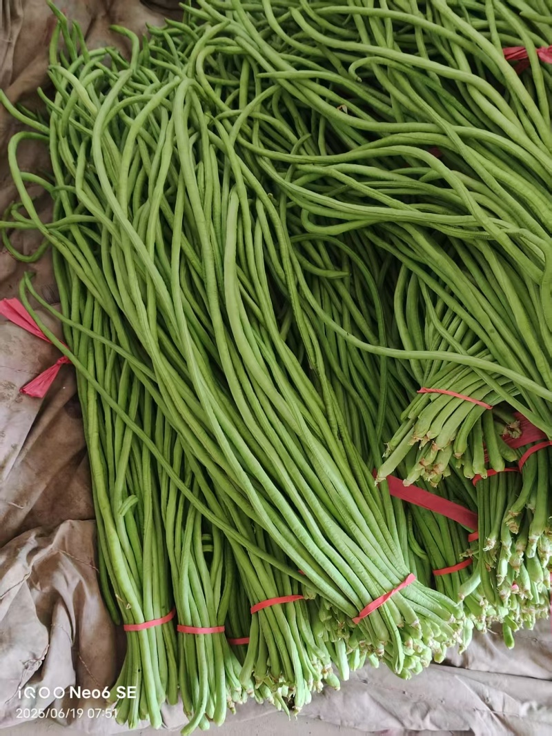 邯郸长条豆角大量有货基地直供现摘现发品质优
