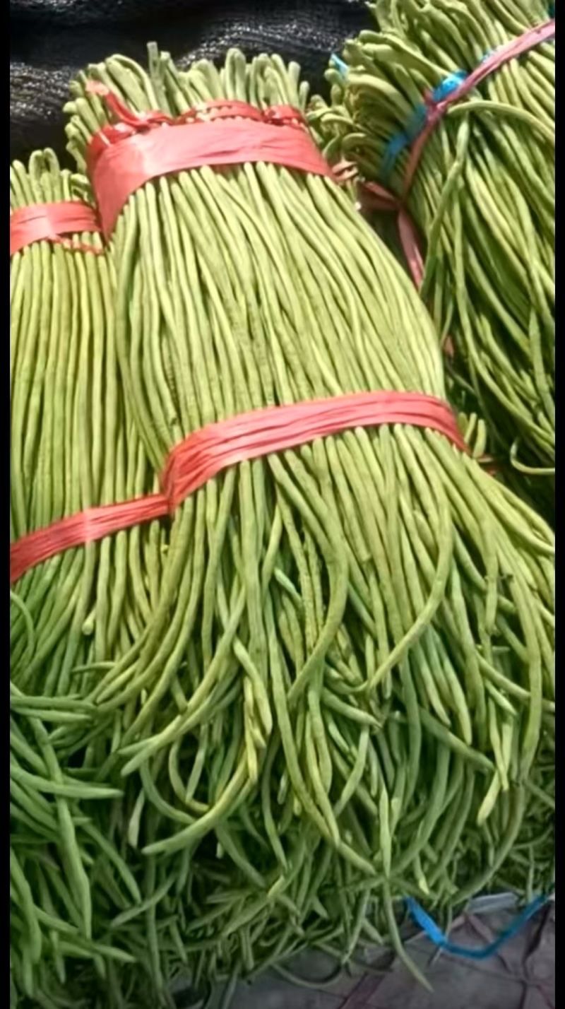 邯郸长条豆角大量有货基地直供现摘现发品质优