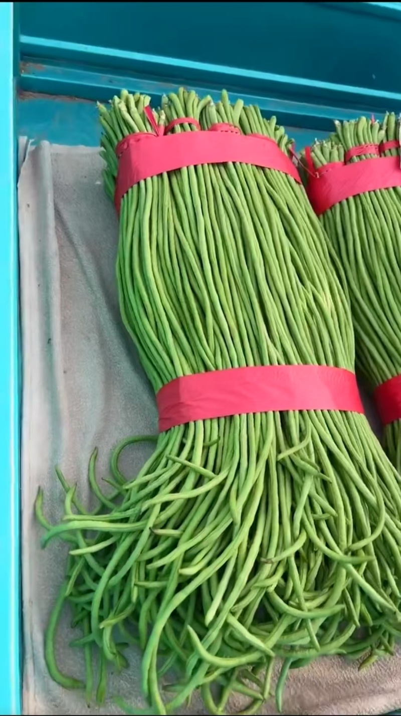 邯郸长条豆角大量有货基地直供现摘现发品质优
