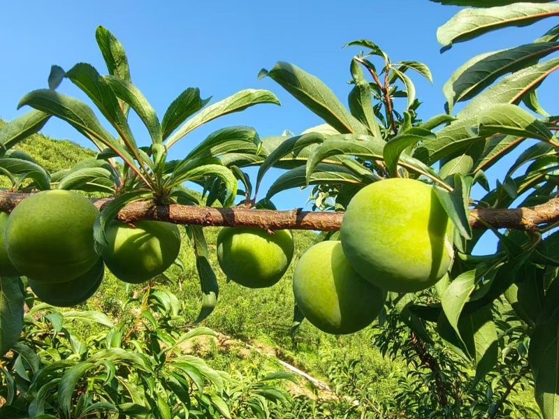 【平台力荐】潼南蜂糖李苗/李子树苗/根系发达成活率高
