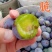四川精品五月脆!大量现货!一件代发!对接各大电商平台!