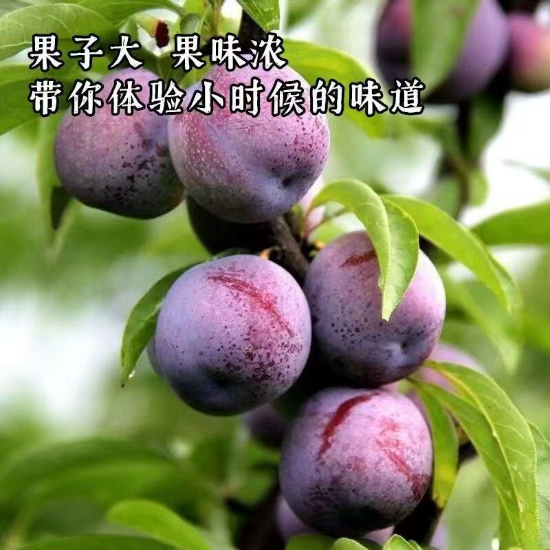 四川精品五月脆！大量现货！一件代发！对接各大电商平台！