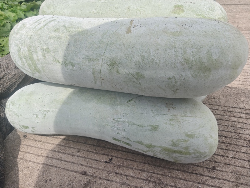 自家种植台州本地精品白皮白冬瓜