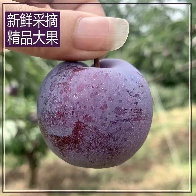 四川宜宾青脆李子五月脆对接抖音快手淘宝京东团购一件代发