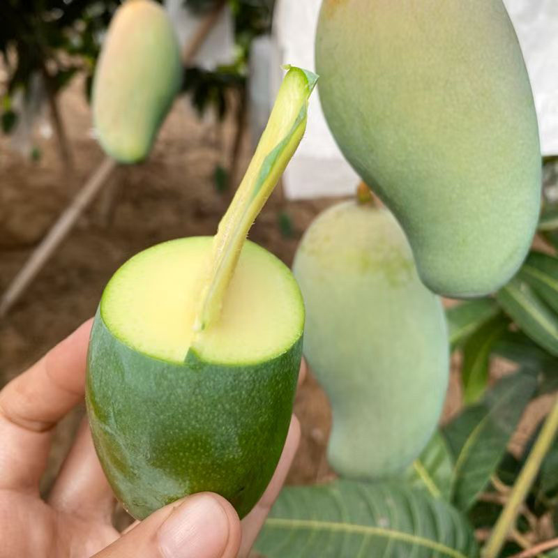 广西百色金煌芒金黄甜心芒百色芒果产地直发保质保量