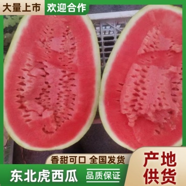 【热卖中】内蒙古东北虎西瓜绿爽西瓜品种齐全量大从优批发