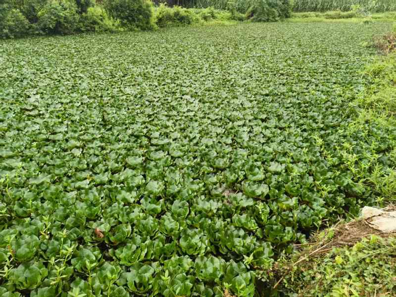 湖南自产菱角红菱角，水红菱基地直供量大优惠