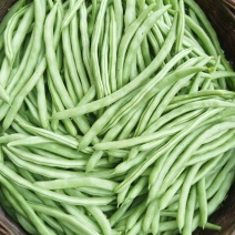 无筋四季豆，白花四季豆，支持视频看货，货源充足