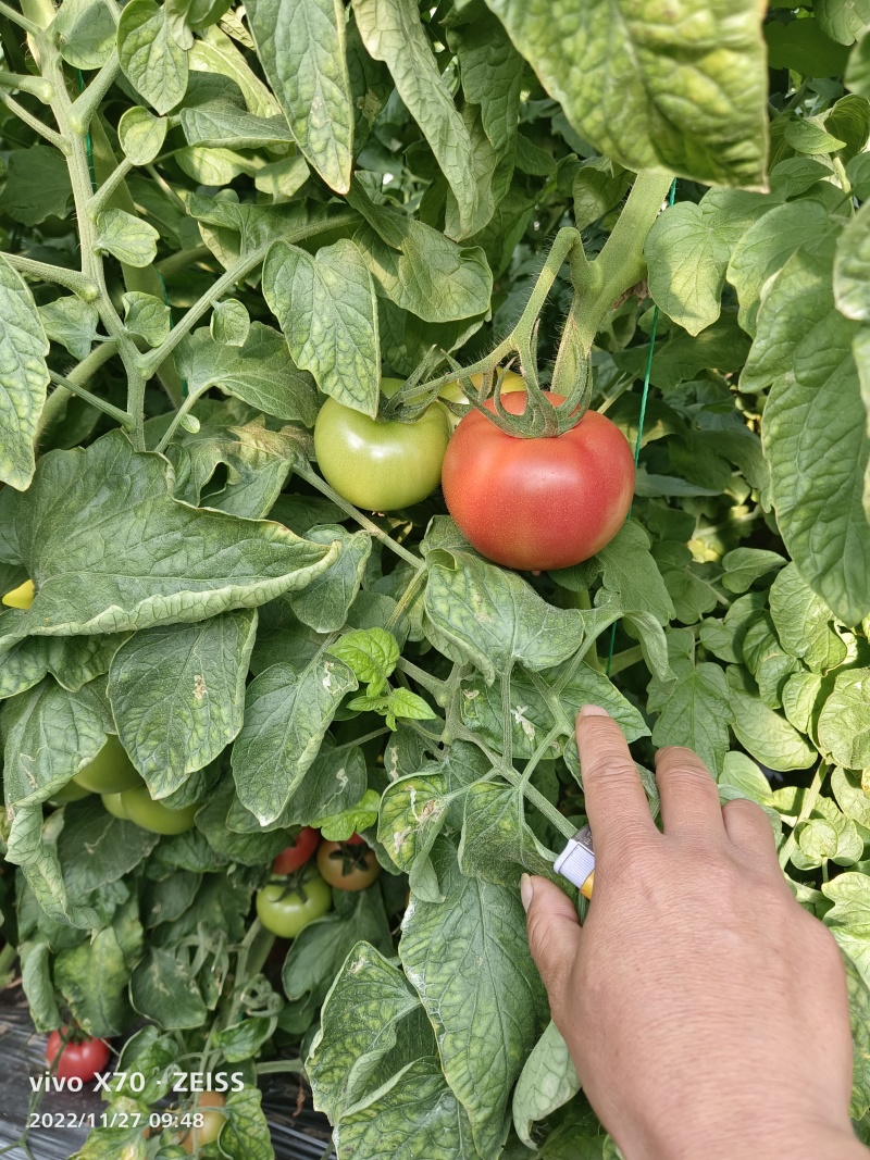 硬粉西红柿对接电商，社区团购，市场，超市支持各种包装