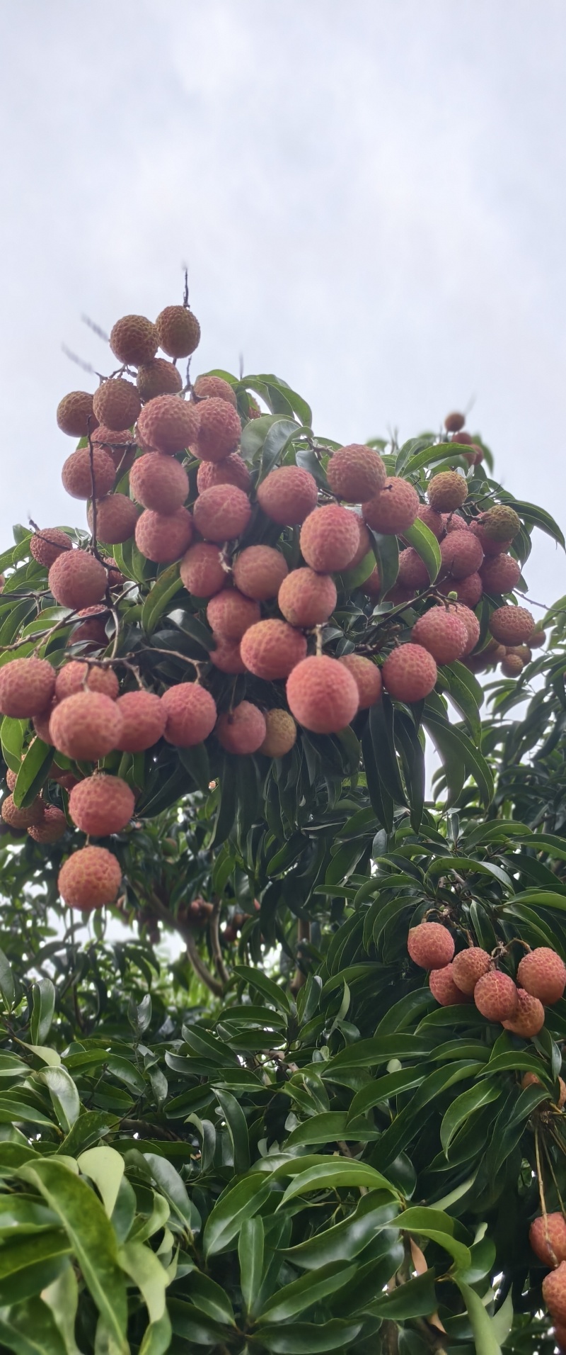 阳西玉荷包荔枝，大量供应电商，市场，社区团购