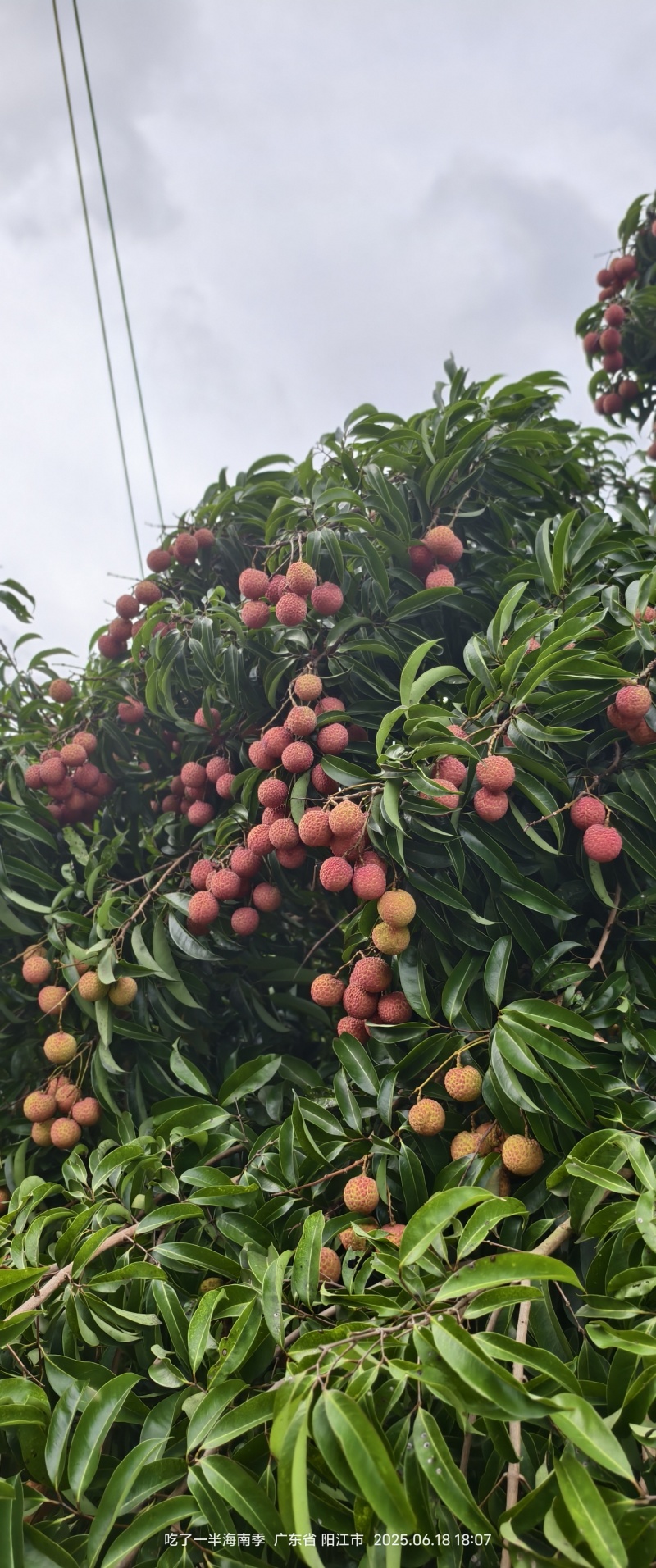 阳西玉荷包荔枝，大量供应电商，市场，社区团购