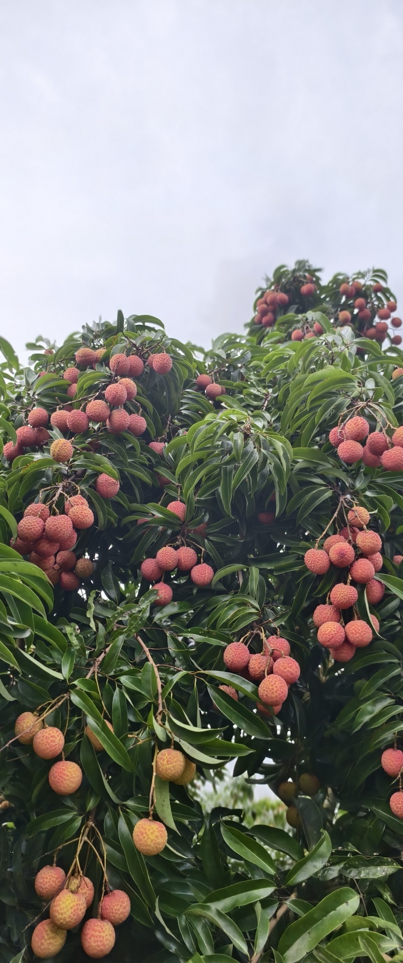 阳西玉荷包荔枝，大量供应电商，市场，社区团购
