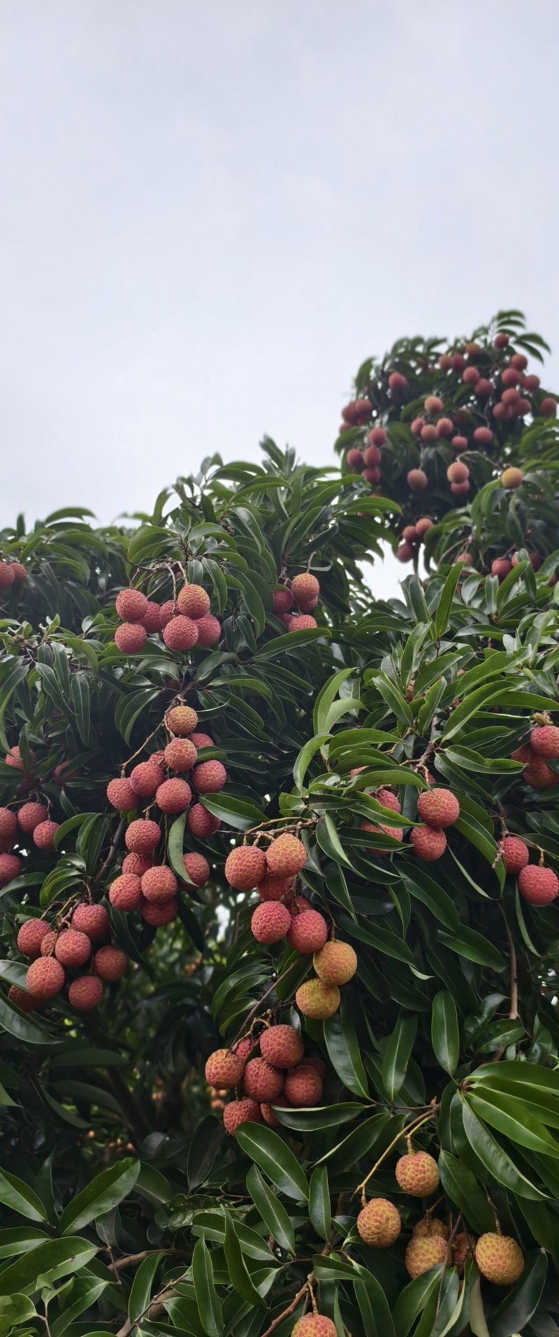 阳西玉荷包荔枝，大量供应电商，市场，社区团购