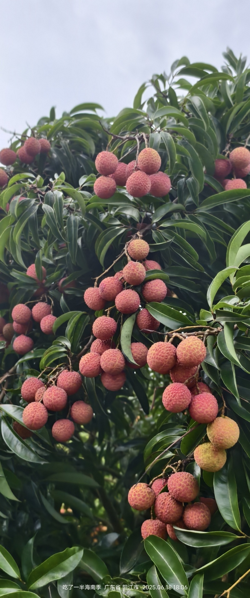 阳西玉荷包荔枝，大量供应电商，市场，社区团购