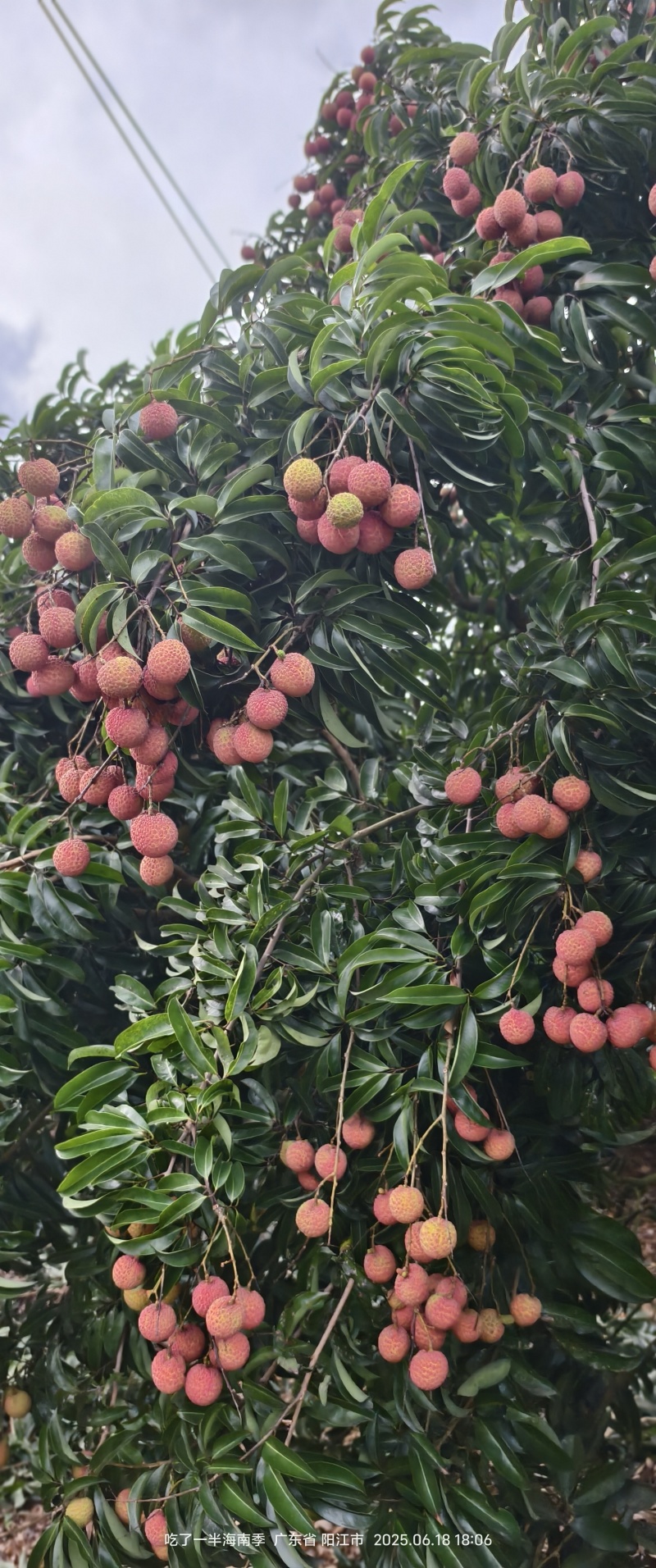 阳西玉荷包荔枝，大量供应电商，市场，社区团购
