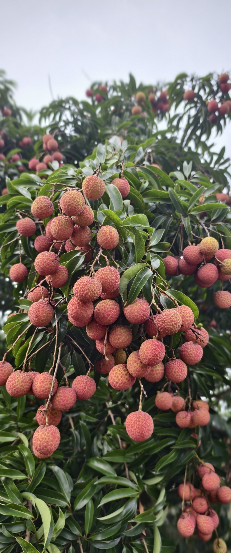 阳西玉荷包荔枝，大量供应电商，市场，社区团购