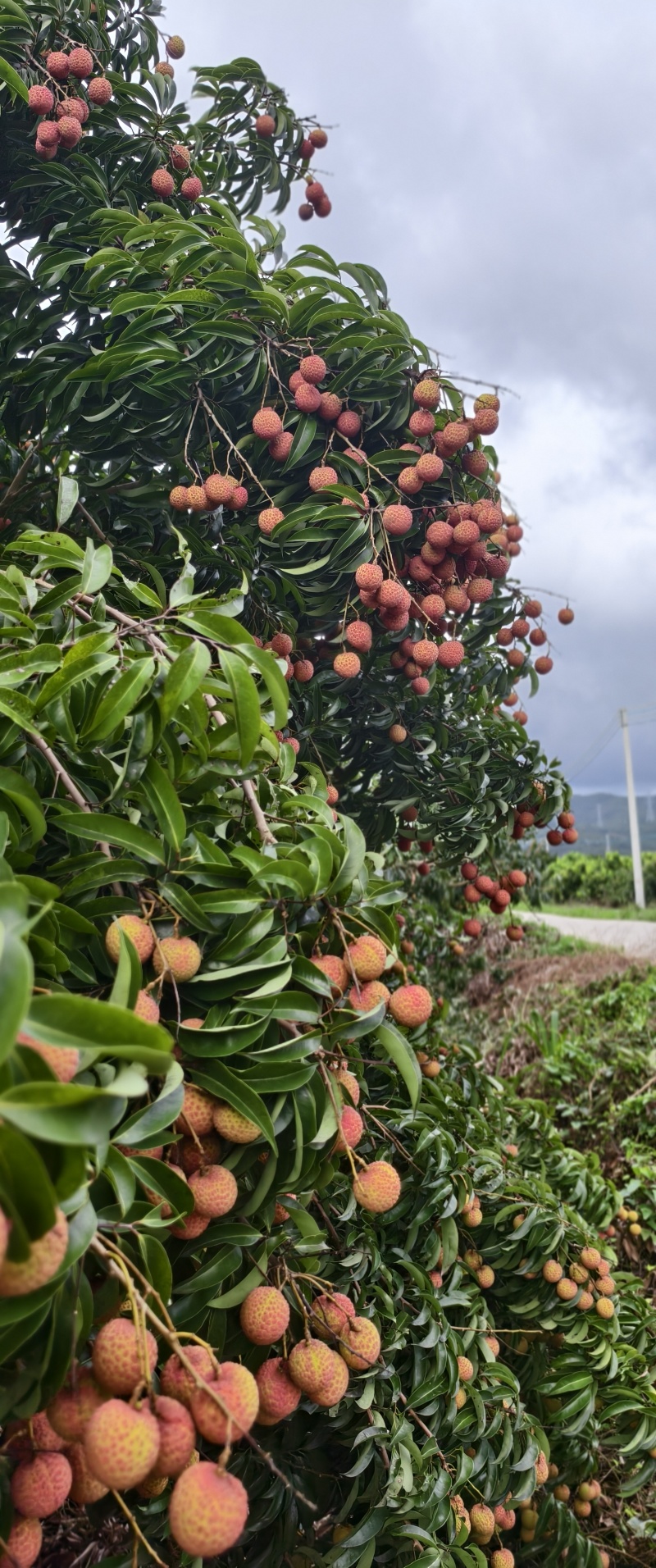 阳西玉荷包荔枝，大量供应电商，市场，社区团购