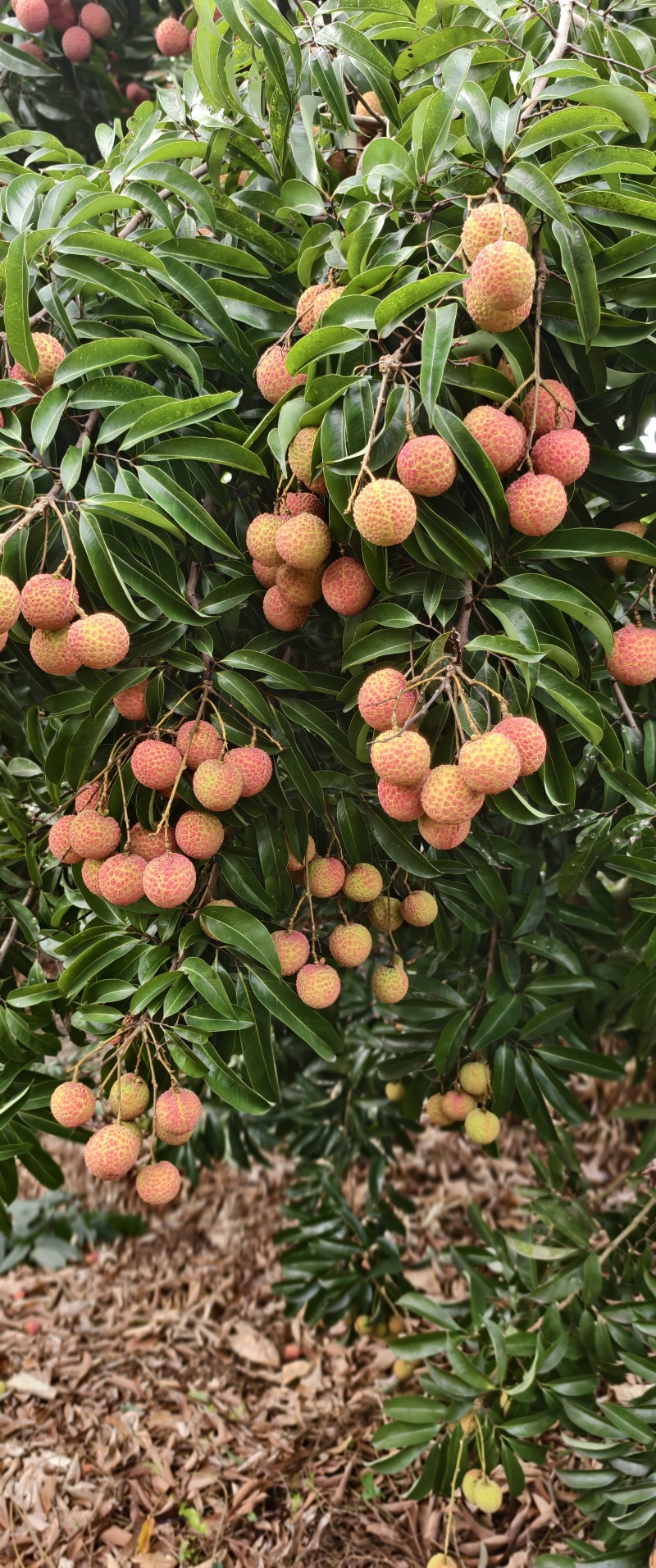 阳西玉荷包荔枝，大量供应电商，市场，社区团购