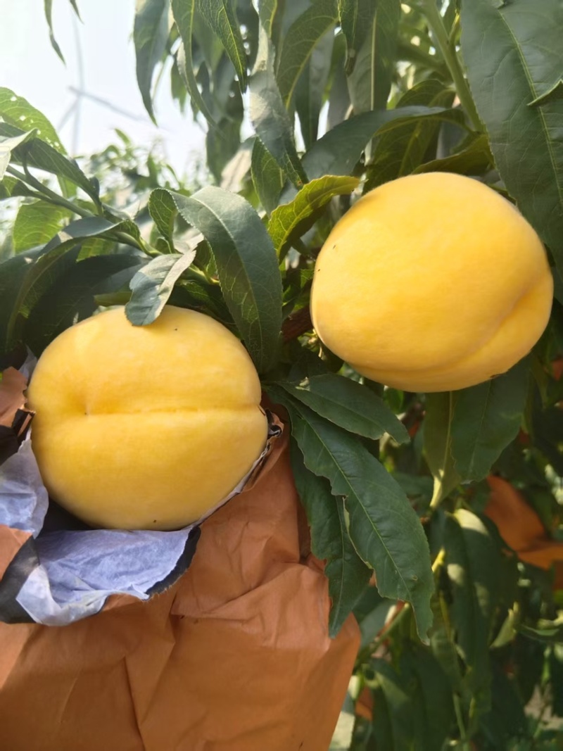 黄金蜜1号头茬果大园子新鲜采摘市场电商