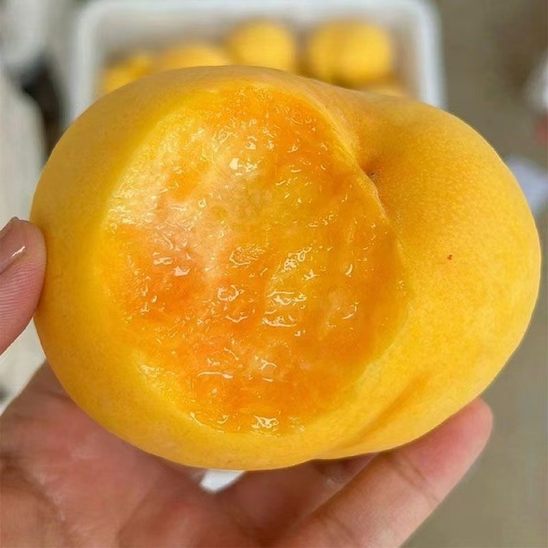 黄金蜜1号头茬果大园子新鲜采摘市场电商
