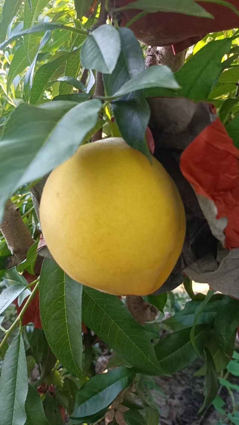黄金蜜1号头茬果大园子新鲜采摘市场电商