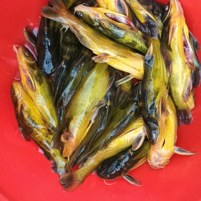 黄骨鱼