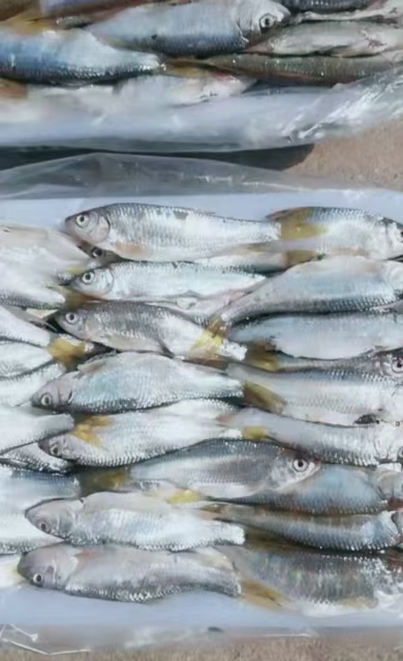 黄骨鱼