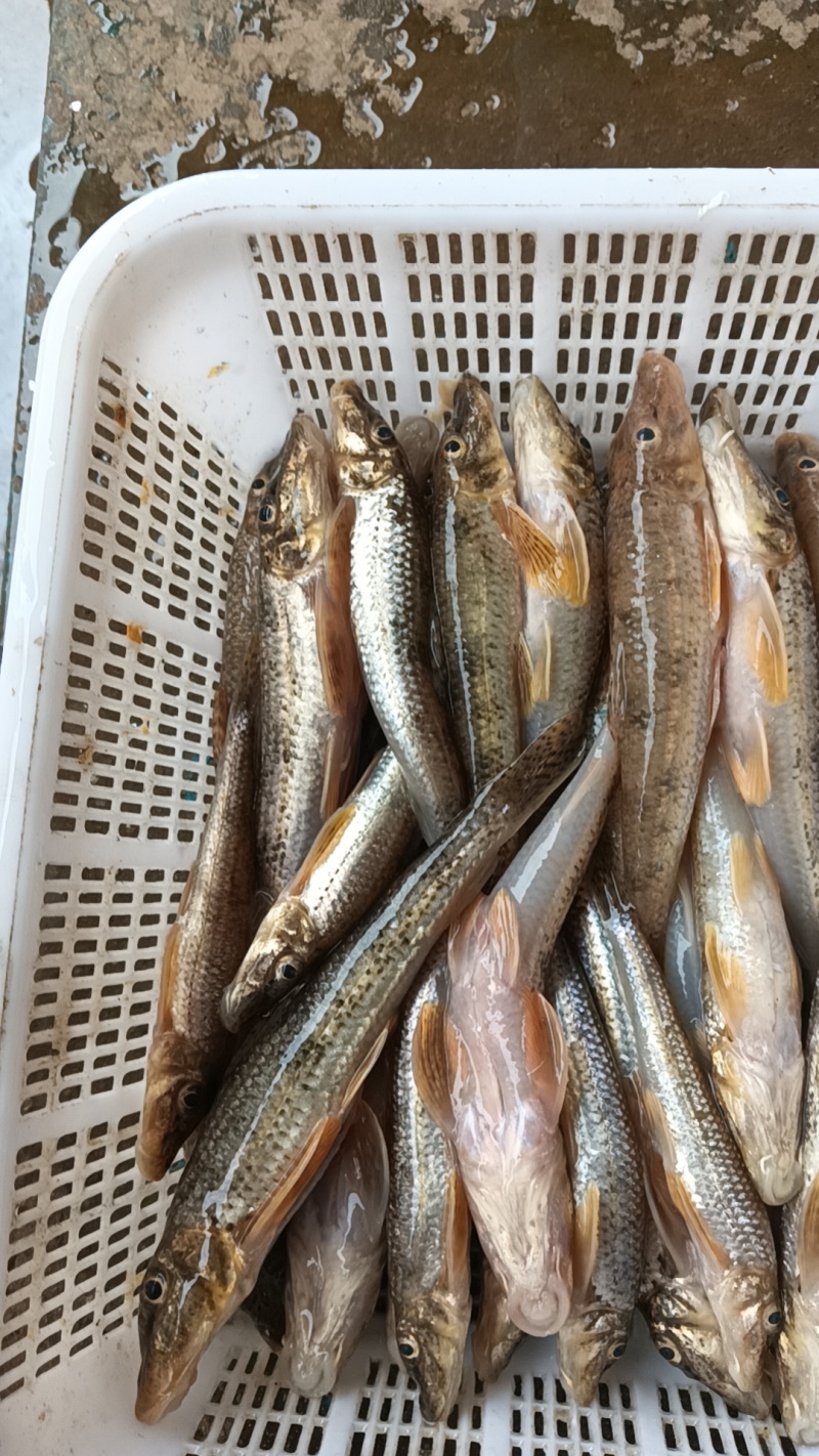 黄骨鱼