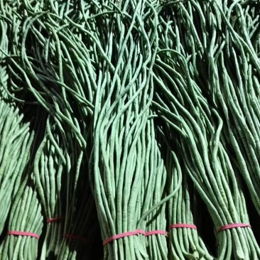新长豆角货量充足规格全产地直发诚信经营量大价优