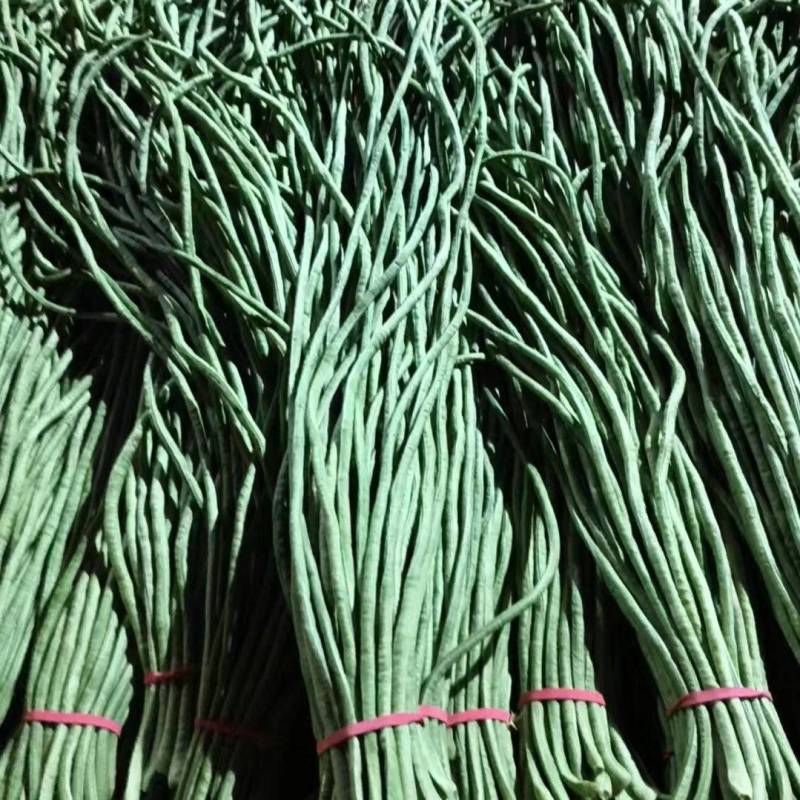 新长豆角货量充足规格全产地直发诚信经营量大价优