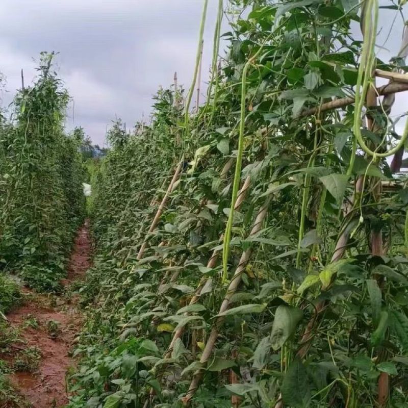 新长豆角货量充足规格全产地直发诚信经营量大价优