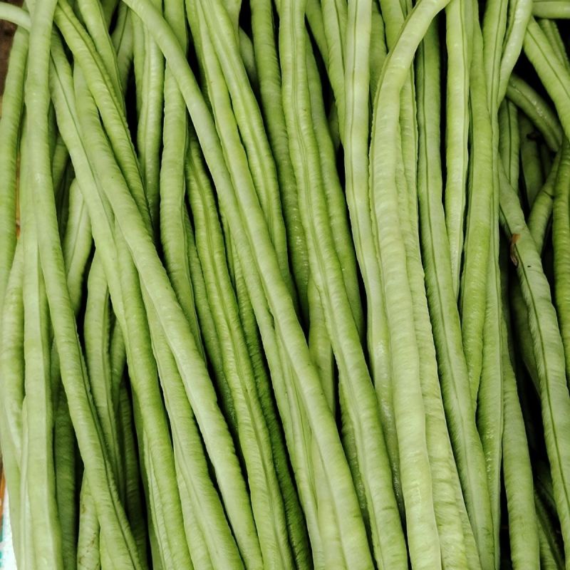 新长豆角货量充足规格全产地直发诚信经营量大价优