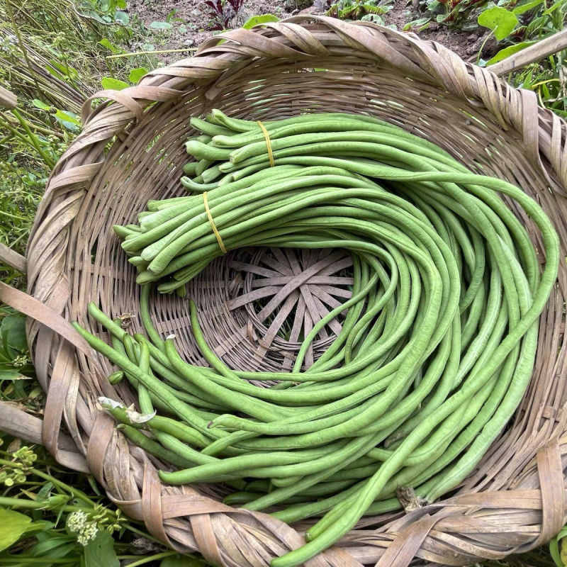 新长豆角货量充足规格全产地直发诚信经营量大价优