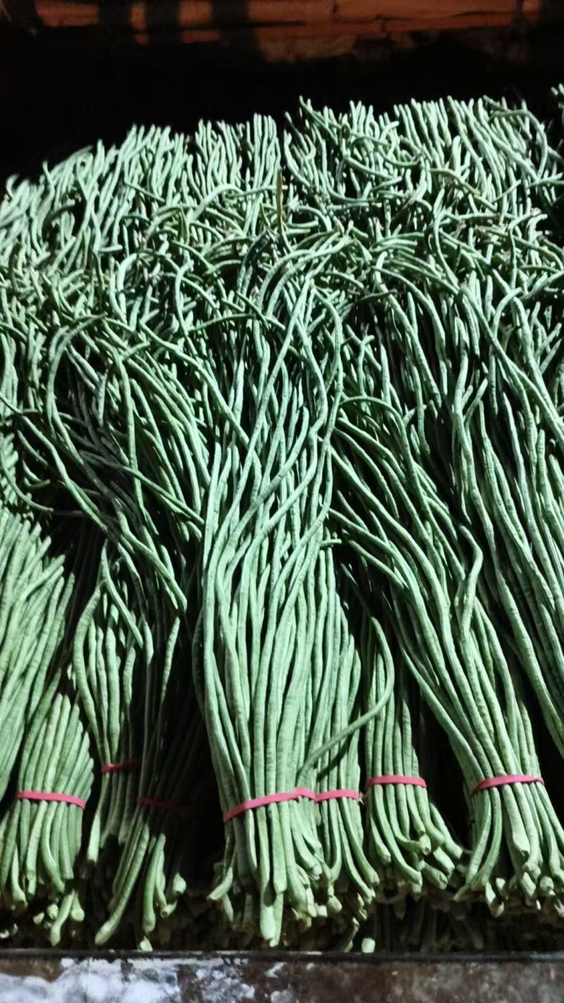 新长豆角货量充足规格全产地直发诚信经营量大价优