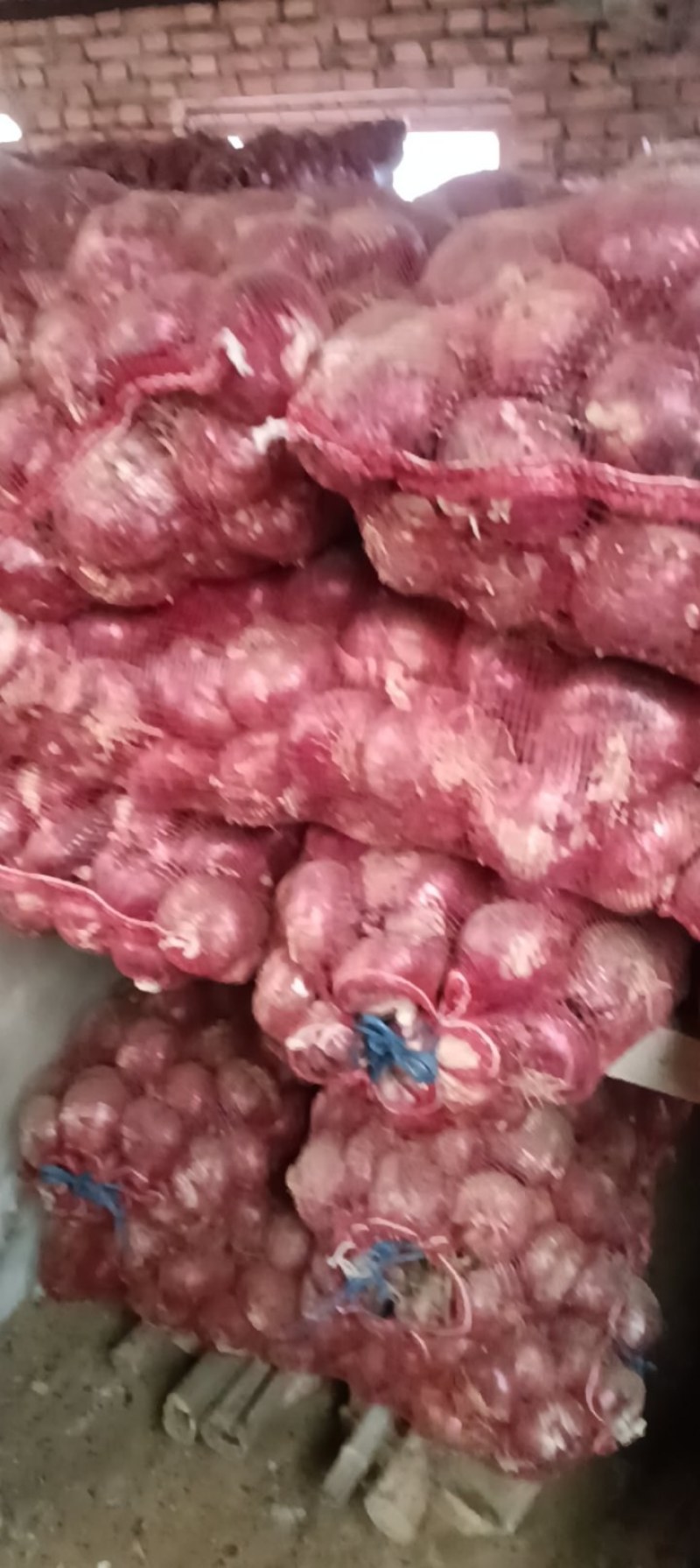 紫皮洋葱二红扁洋葱