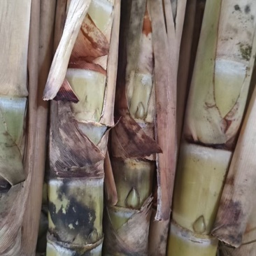黑皮甘蔗苗，博白县甘蔗苗，产地直供，免费食宿，品质优