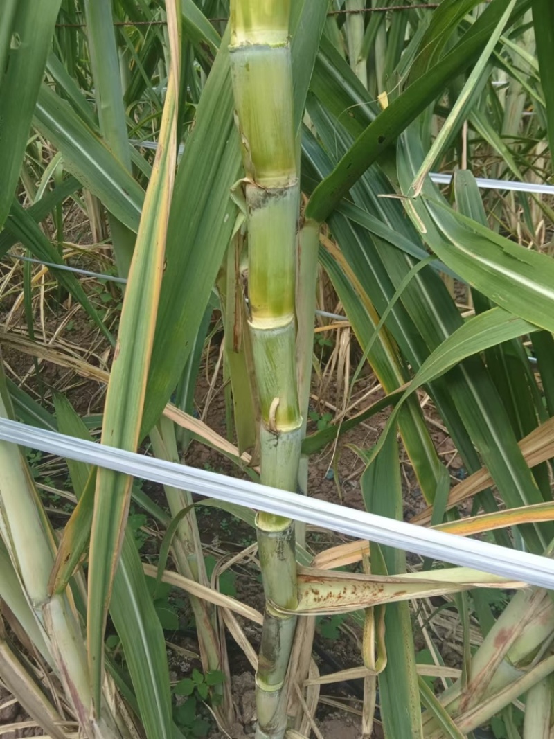 黑皮甘蔗苗，博白县甘蔗苗，产地直供，免费食宿，品质优