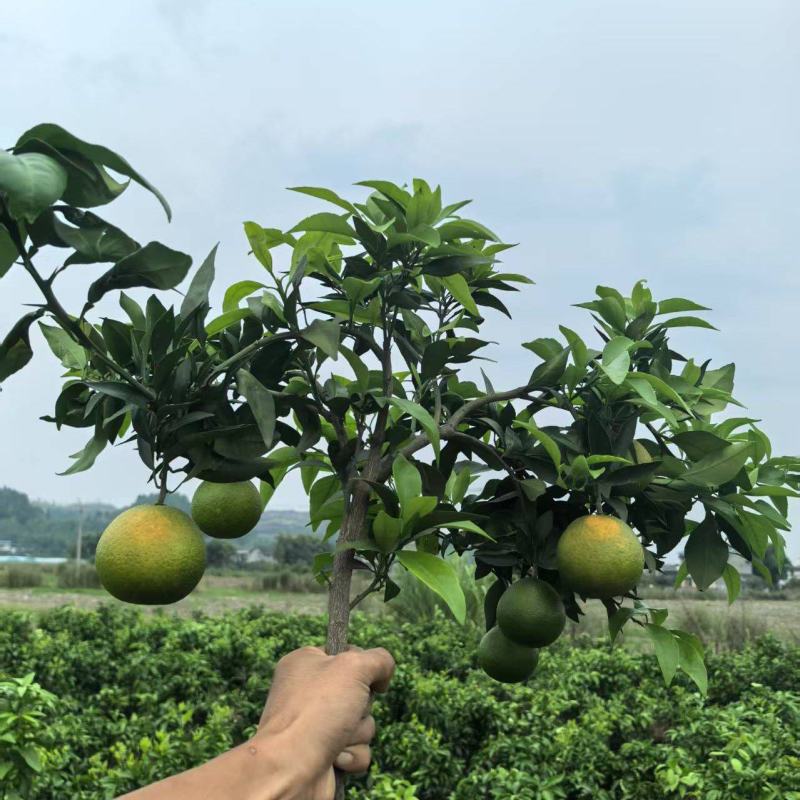 【精品上市】潼南爱媛38号苗/果冻橙树苗/橙子苗产地直发
