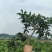 【精品上市】潼南爱媛38号苗/果冻橙树苗/橙子苗产地直发