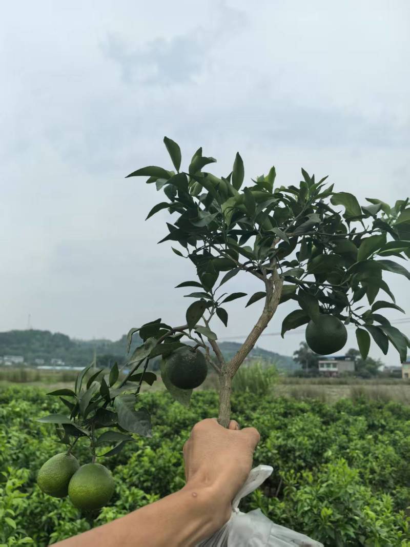 【精品上市】潼南爱媛38号苗/果冻橙树苗/橙子苗产地直发