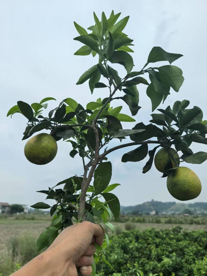 【精品上市】潼南爱媛38号苗/果冻橙树苗/橙子苗产地直发