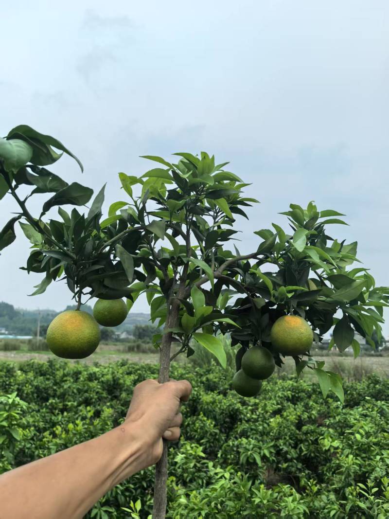 【精品上市】潼南爱媛38号苗/果冻橙树苗/橙子苗产地直发