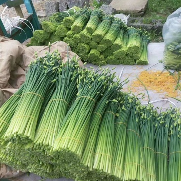 《韭菜苔》韮苔上海基地直发保质保量一条龙服务量大从优